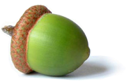Acorn_PNG735