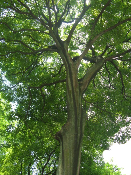 Celtis_sinensis=Chinese_Hackberry