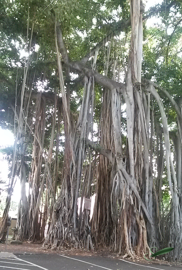 BanyanTreesOahu_ST