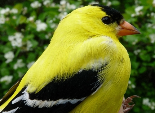 Image credit: Migrationresearch.org